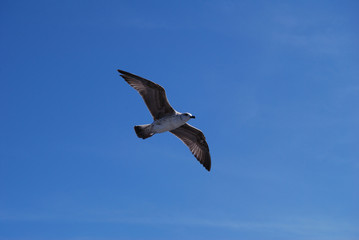 Flying seagull over blue Aegean Sea.