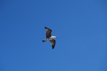 Flying seagull over blue Aegean Sea.