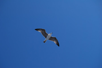 Flying seagull over blue Aegean Sea.