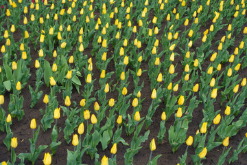 Lots of closed buds of bright yellow tulips in April