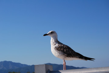 Flying seagull over blue Aegean Sea.