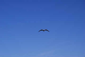 Flying seagull over blue Aegean Sea.