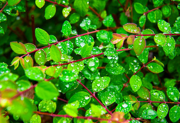 Green leaves with raindrops