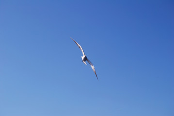 Flying seagull over blue Aegean Sea.