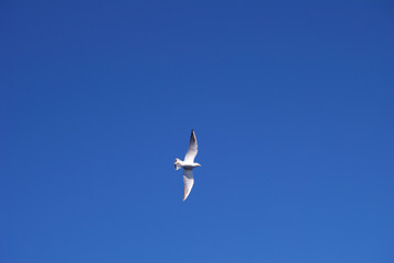 Flying seagull over blue Aegean Sea.