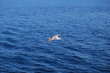 Flying seagull over blue Aegean Sea.