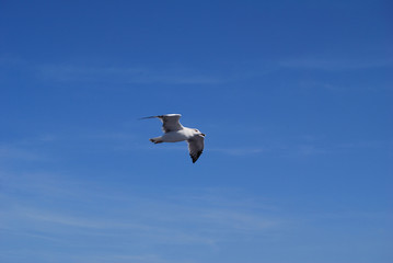 Flying seagull over blue Aegean Sea.