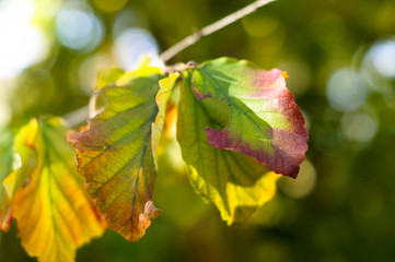 branch with bright green leaves close-up