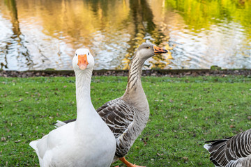 Sunny spring summer rural landscape with goose close-up on green grass near the lake.