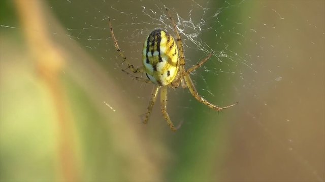 Streifenkreuzspinne (Mangora acalypha)