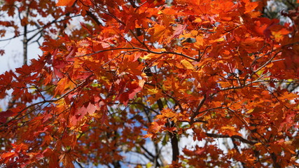 Maple branch with red leaves in the fall in Seoraksan National Park in South Korea.
