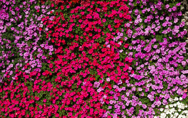 flowers background bright and colorful