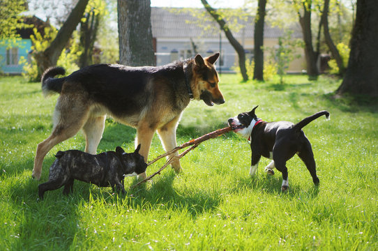 Three friendly happy playing dogs in sping park. German shepherd, american staffordshire terrier and french bulldog play with one stick. Different dog breeds have fun together.