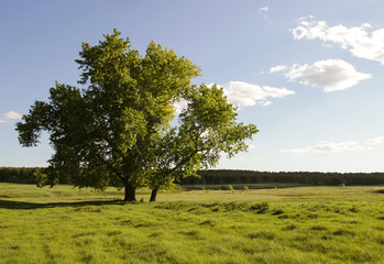 Fototapeta na wymiar lone tree in field