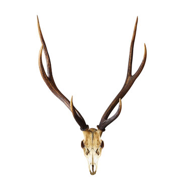 Skull of deer head with long horn antler isolated on white background with clipping path for design purpose 