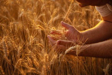 Spikelets in hands on a golden wheat ear in the wheat field, sunset light, flare light. Ukrainian landscape.