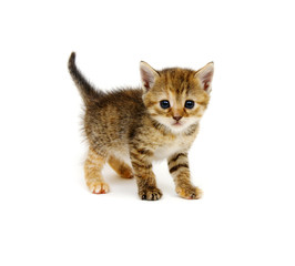 Little beautiful funny kitten on white