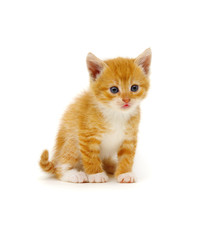 Red little cat on the white