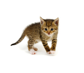 Small brown kitten isolated on white