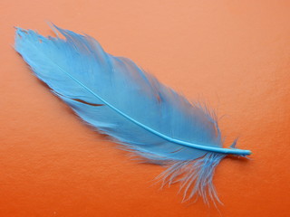 Delicate airy blue feather on an orange background, feather texture.