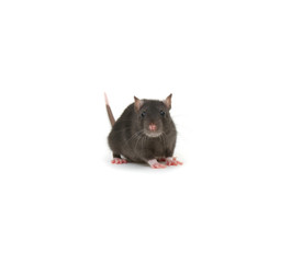 funny rat isolated on white