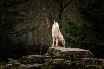 Fototapeten Heulen des weißen Wolfes im Wald © AB Photography