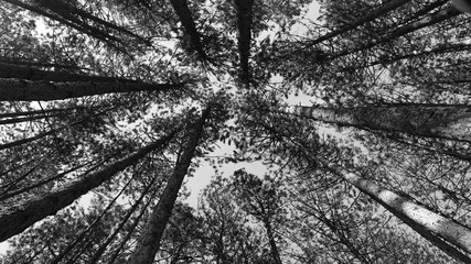 Trees in the forest headed towards the sky