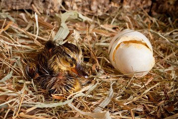 Duckling closeup