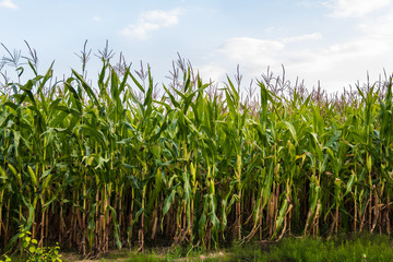 Green corn field in the summer against the sky.