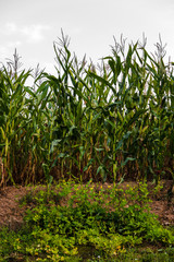 Corn field on day.