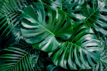 Monstera green leaves or Monstera Deliciosa in dark tones, background or green leafy tropical pine forest patterns for creative design elements. Philodendron monstera textures