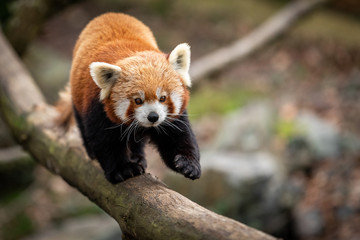 Red panda walking on the tree - Powered by Adobe