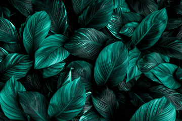 abstract background with feathers - obrazy, fototapety, plakaty