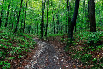 Rainy day in the forest. Summer season.