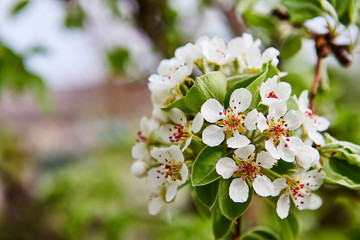 beautiful blooming apple trees orchard in spring garden