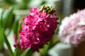 Hyacinth flowers