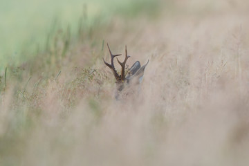 Roebuck - buck (Capreolus capreolus) Roe deer - goat