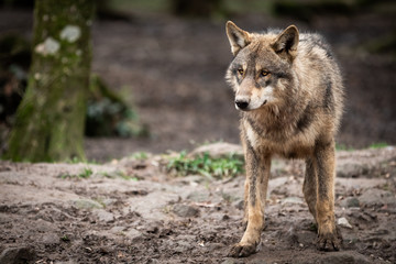 Grey wolf in the forest © AB Photography