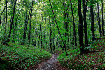 Rainy day in the forest. Summer season.