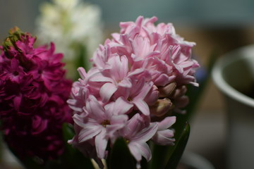 Hyacinth flowers