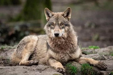 Poster Bosdieren Grey wolf in the forest  © AB Photography