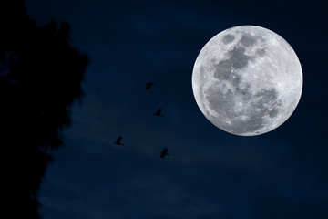 Naklejka premium Full moon with silhouette tree and bird on blue sky.