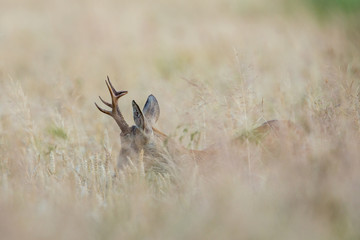 Naklejka premium Roebuck - buck (Capreolus capreolus) Roe deer - goat