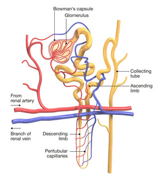 nephron parts