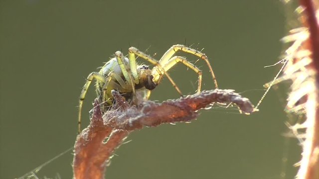 Streifenkreuzspinne (Mangora acalypha)