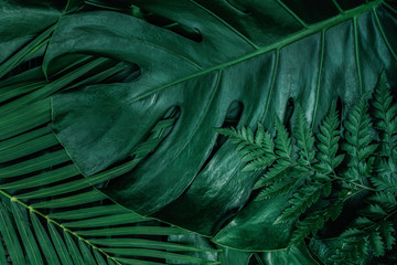 Monstera green leaves or Monstera Deliciosa in dark tones, background or green leafy tropical pine...