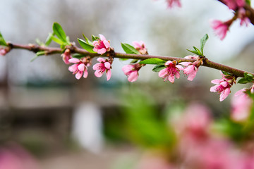 beautiful blooming apple trees orchard in spring garden