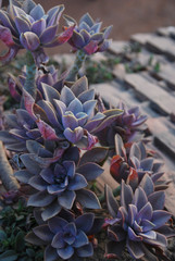 In botany, succulent plants, also known as succulents, are plants with parts that are thickened, fleshy and engorged, usually to retain water in arid climates or soil conditions. 