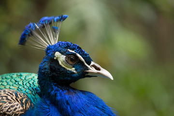 Indian peafowl, Pavo cristatus, The Bird Park, Sunway Lagoon, Petaling Jaya, Malaysia