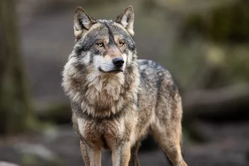 Fototapeten Porträt des grauen Wolfes im Wald © AB Photography